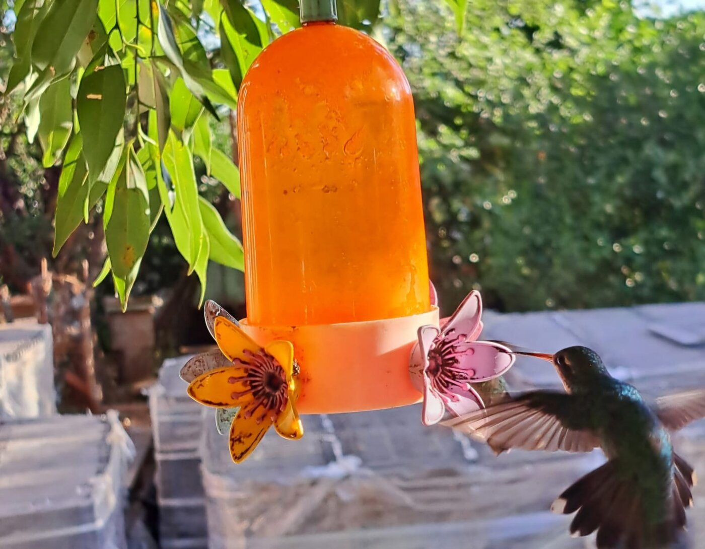 Ver e sentir a beleza da natureza mostra a luz que há no coração