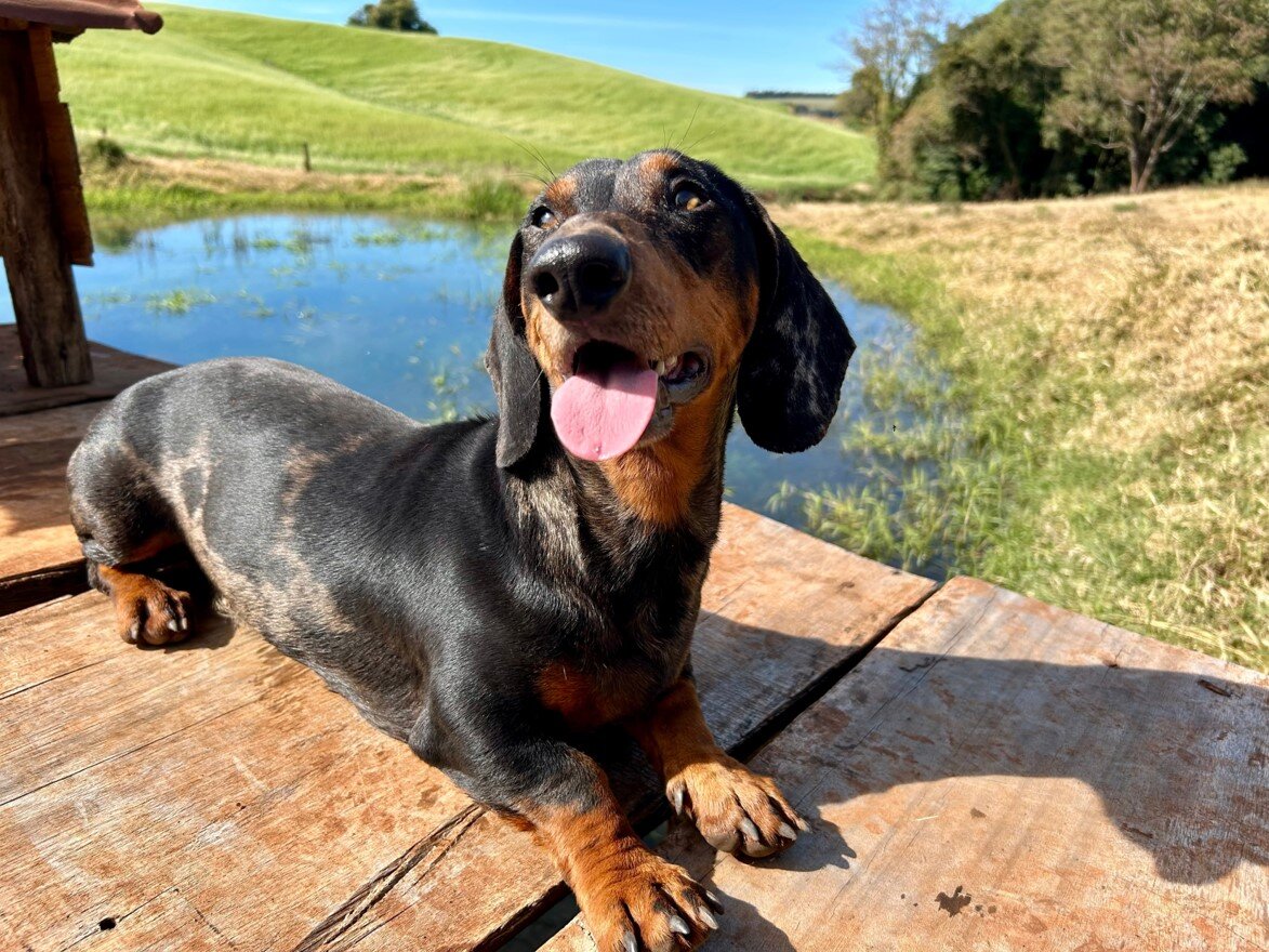 Entre o verde do campo e o azul do céu, um doguinho feliz