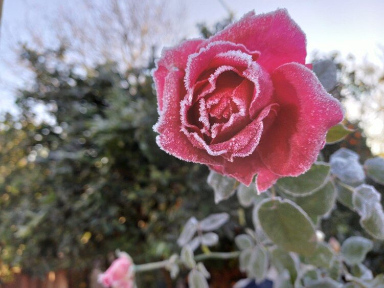 Beleza da Rosa