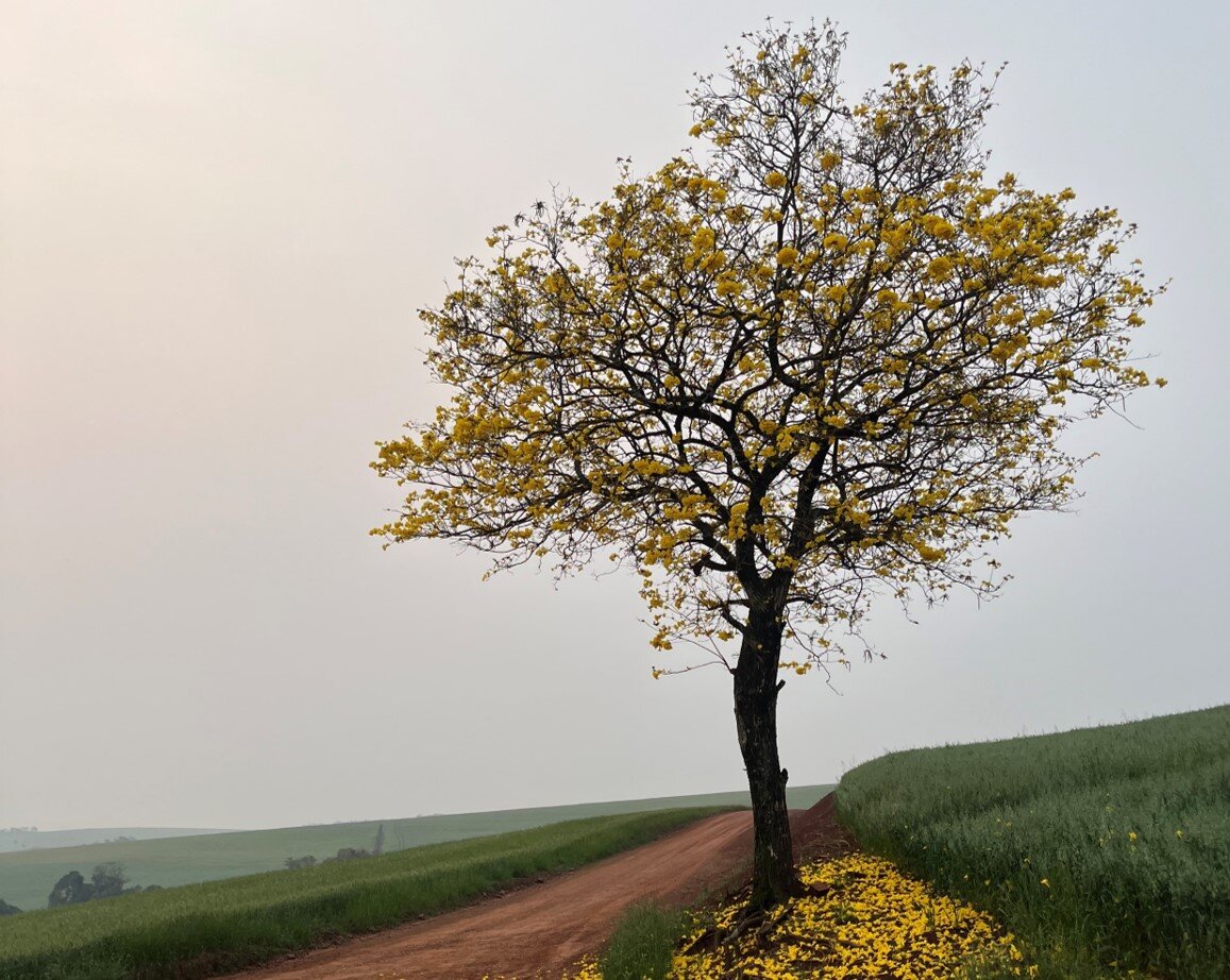 Natureza fazendo sua arte